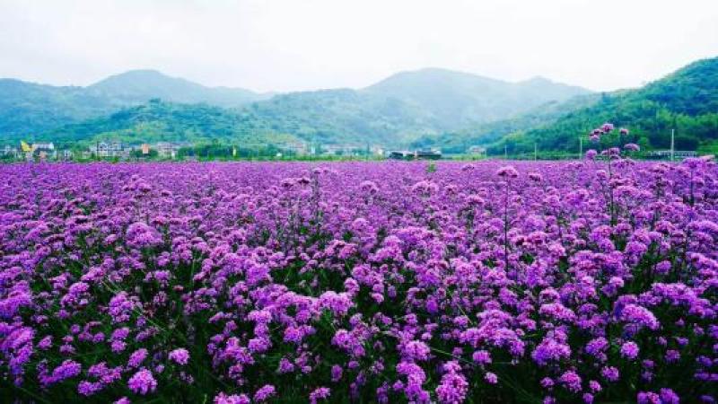 柳叶马鞭草种子蓝色多年生宿根花卉种子景观花海绿化工程耐寒