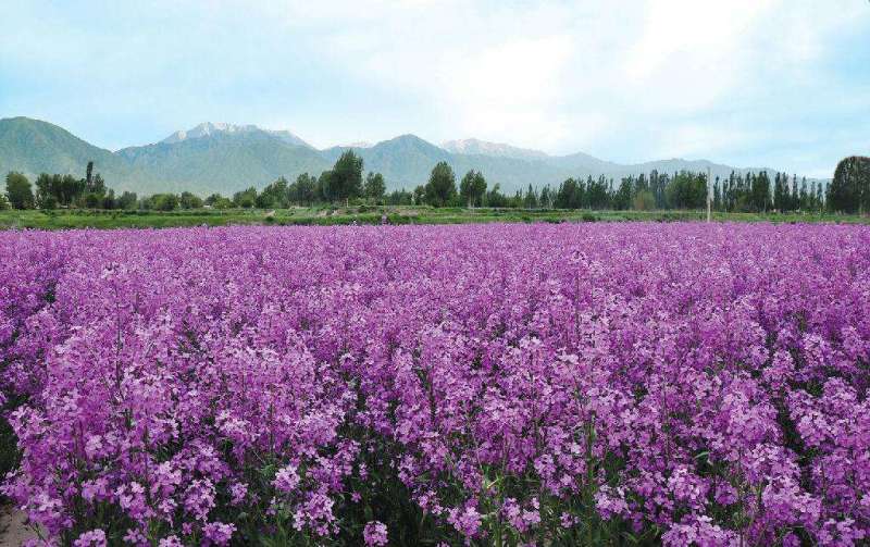 蓝香芥种子蓝色花卉种子多年生耐阴耐寒花卉种子春秋种植