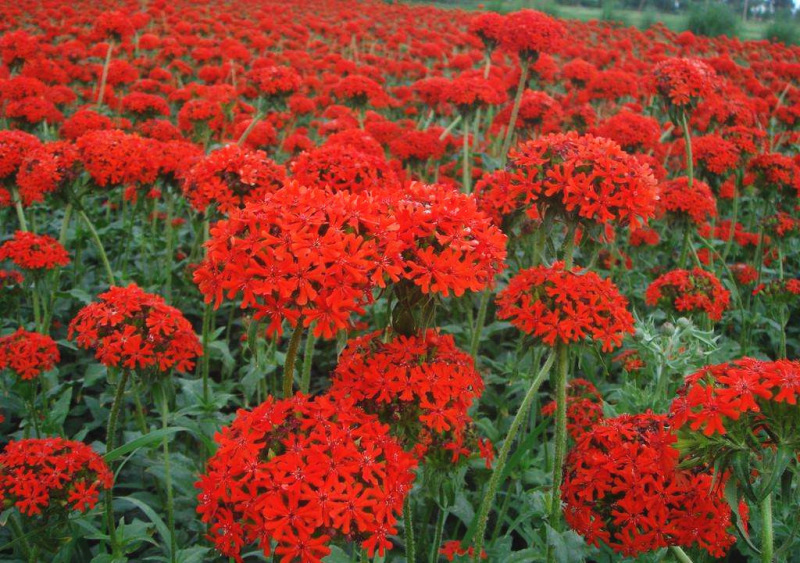 剪秋罗种子红色观赏花卉种子景观花海道路绿化庭院种植量大优