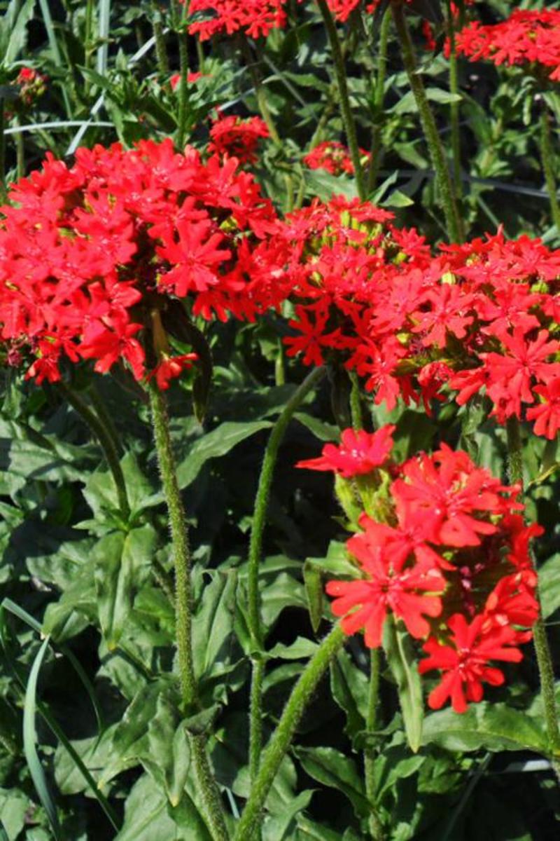 剪秋罗种子红色观赏花卉种子景观花海道路绿化庭院种植量大优