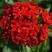 剪秋罗种子红色观赏花卉种子景观花海道路绿化庭院种植量大优