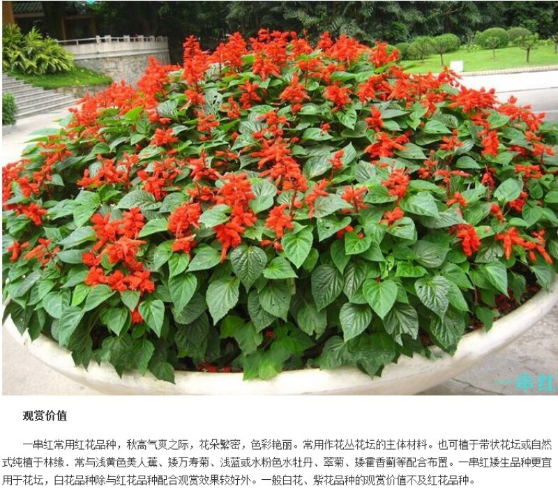 矮杆一串红种子高杆一串红花草籽工程园林绿化草花种子