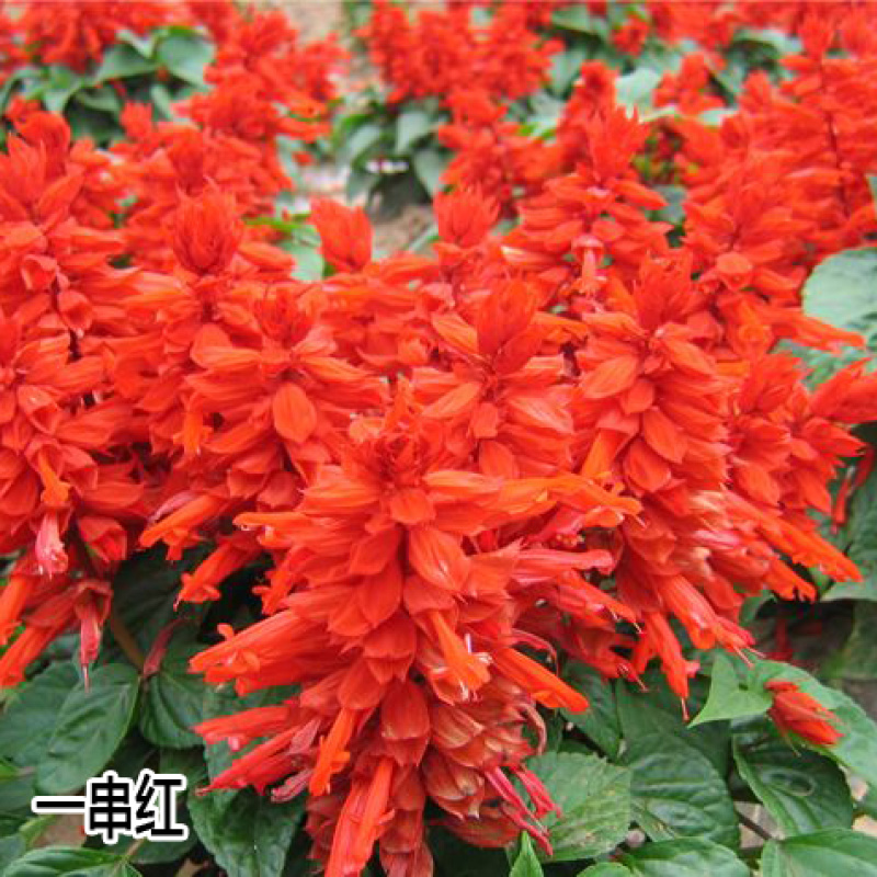 矮杆一串红种子高杆一串红花草籽工程园林绿化草花种子