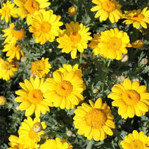 日光菊种子多年生宿根黄色菊花种子当年开花春夏播种