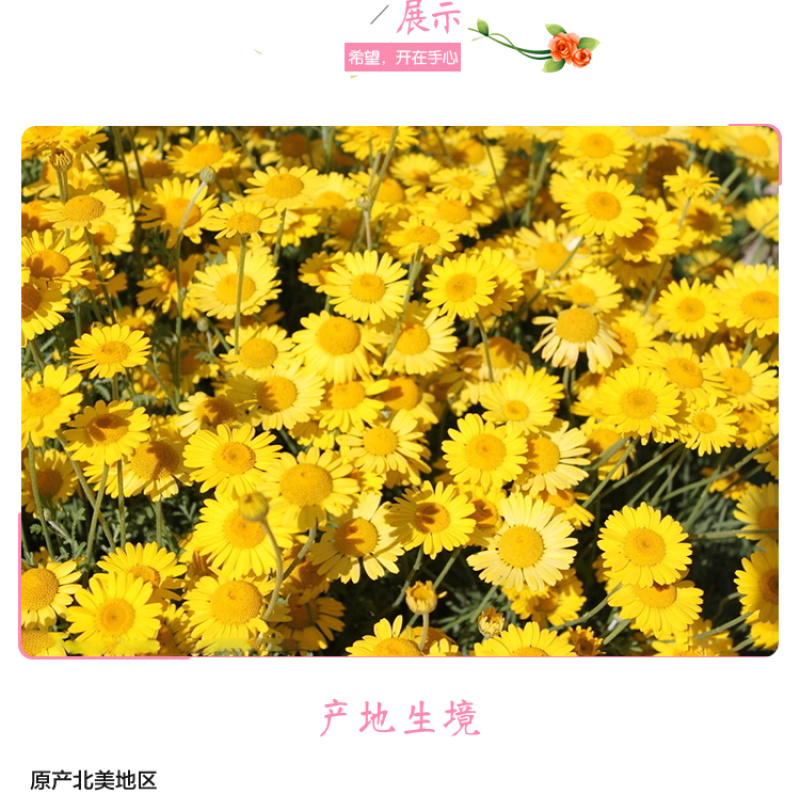 日光菊种子多年生宿根黄色菊花种子当年开花春夏播种
