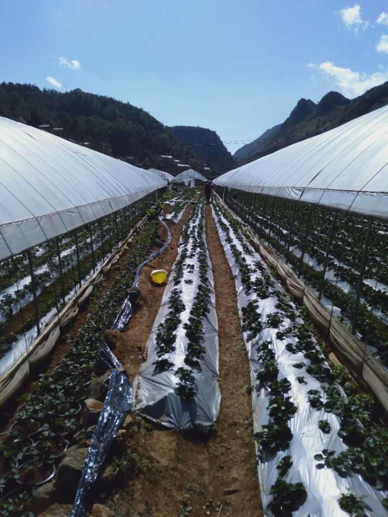 文山西畴县8亩大棚地出租