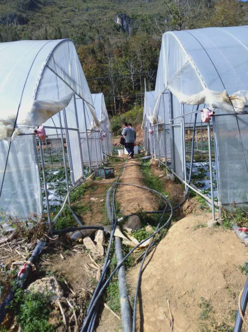 文山西畴县8亩大棚地出租