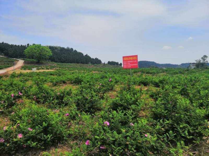 刺梨精品鲜果
