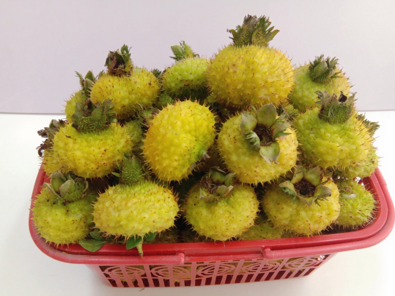 刺梨精品鲜果