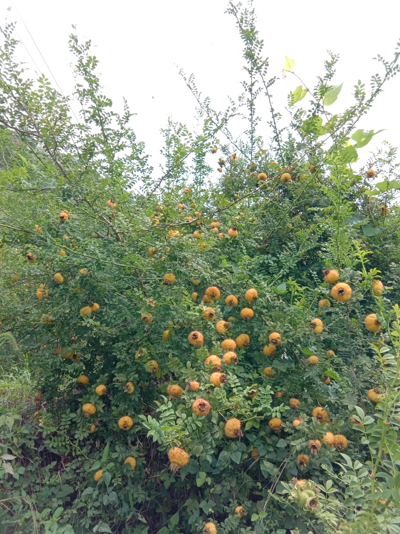 刺梨鲜果