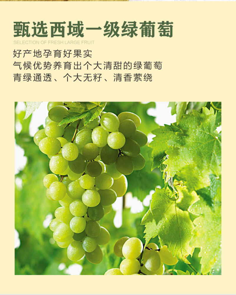 新疆特产吐鲁番大颗粒葡萄干500g无籽黄萄葡干免洗即食散