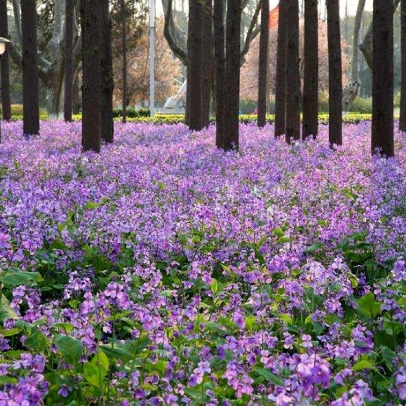 二月兰种子多年生蓝色花卉种子耐阴耐寒耐旱景观花海种植