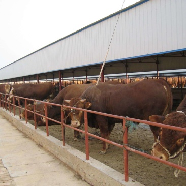 肉牛浙江温州肉牛价格肉牛批发过磅销售长期有货