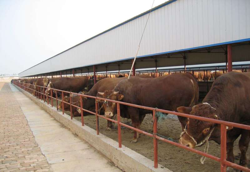 肉牛浙江温州肉牛价格肉牛批发过磅销售长期有货