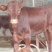 肉牛浙江温州肉牛价格肉牛批发过磅销售长期有货