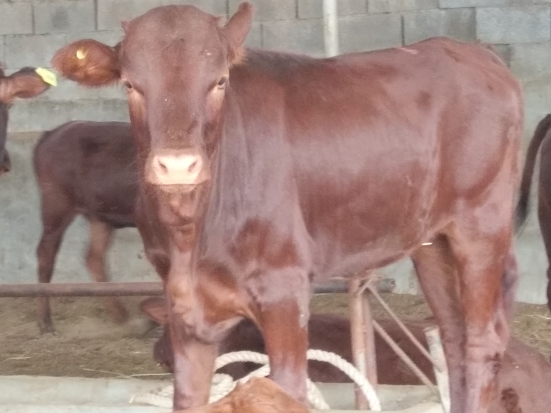 肉牛浙江温州肉牛价格肉牛批发过磅销售长期有货