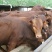 肉牛浙江温州肉牛价格肉牛批发过磅销售长期有货