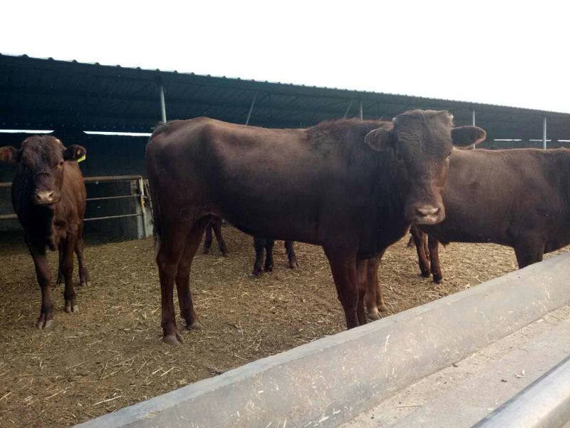 肉牛浙江温州肉牛价格肉牛批发过磅销售长期有货