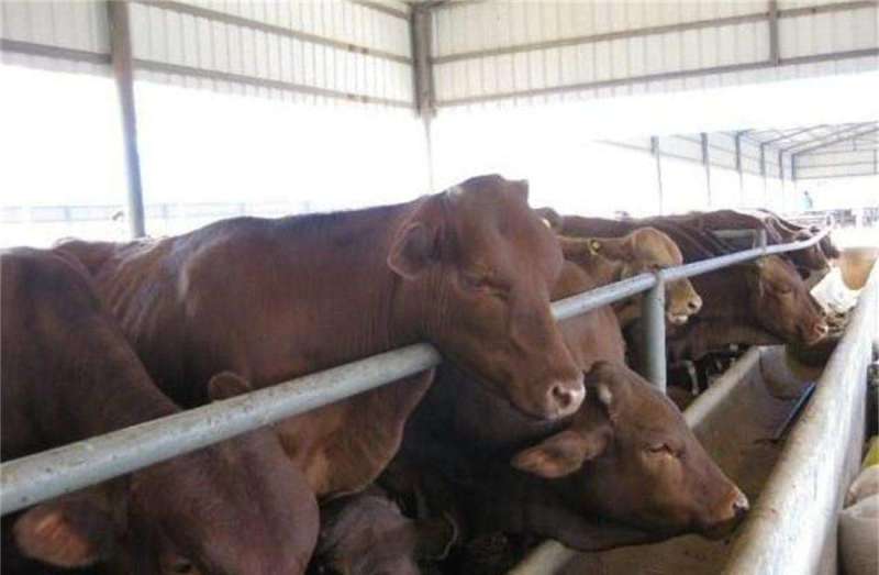 肉牛浙江温州肉牛价格肉牛批发过磅销售长期有货