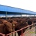 肉牛浙江温州肉牛价格肉牛批发过磅销售长期有货