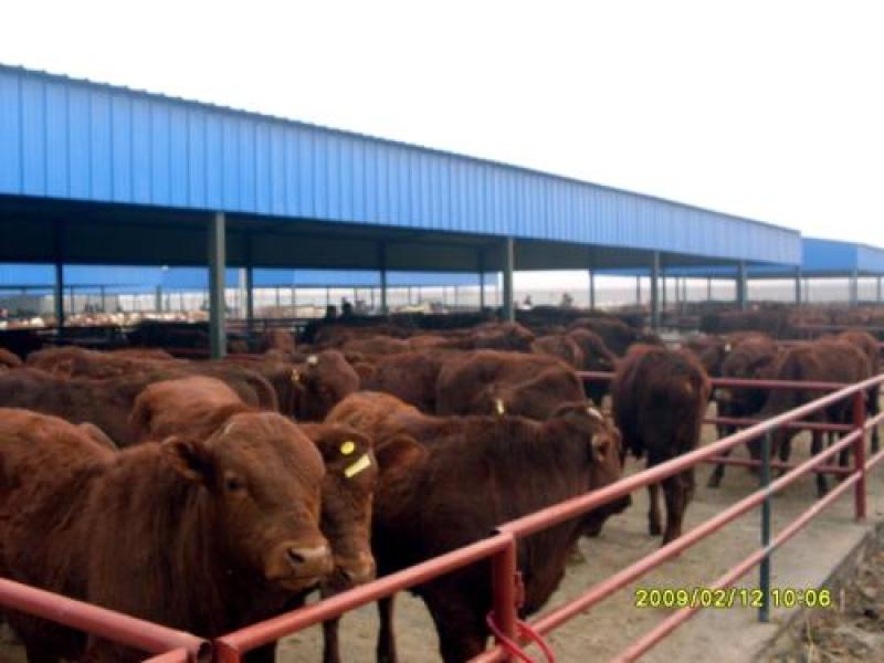 肉牛浙江温州肉牛价格肉牛批发过磅销售长期有货