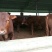 肉牛浙江温州肉牛价格肉牛批发过磅销售长期有货