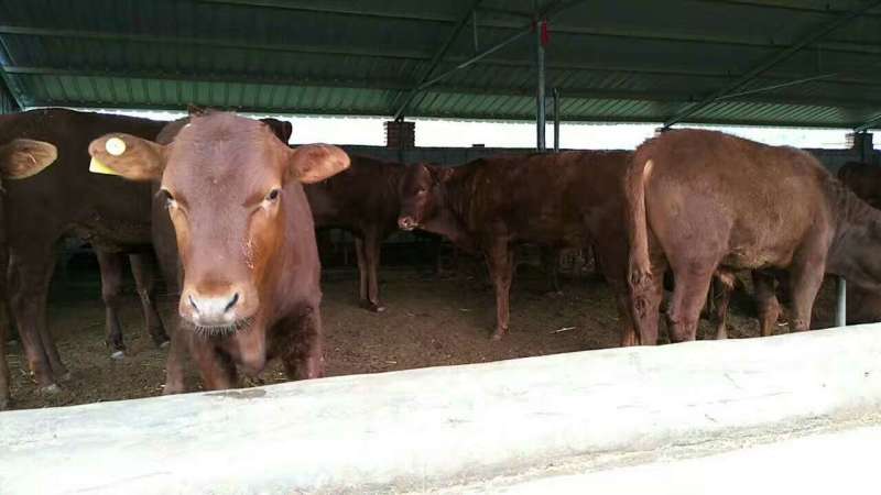 肉牛浙江温州肉牛价格肉牛批发过磅销售长期有货