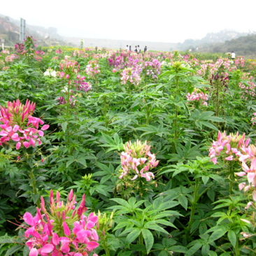 醉蝶花种子绿化花草种子花期长花海种植公园景观别墅庭院种植