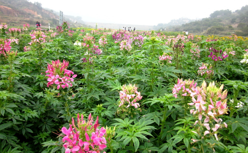 醉蝶花种子绿化花草种子花期长花海种植公园景观别墅庭院种植