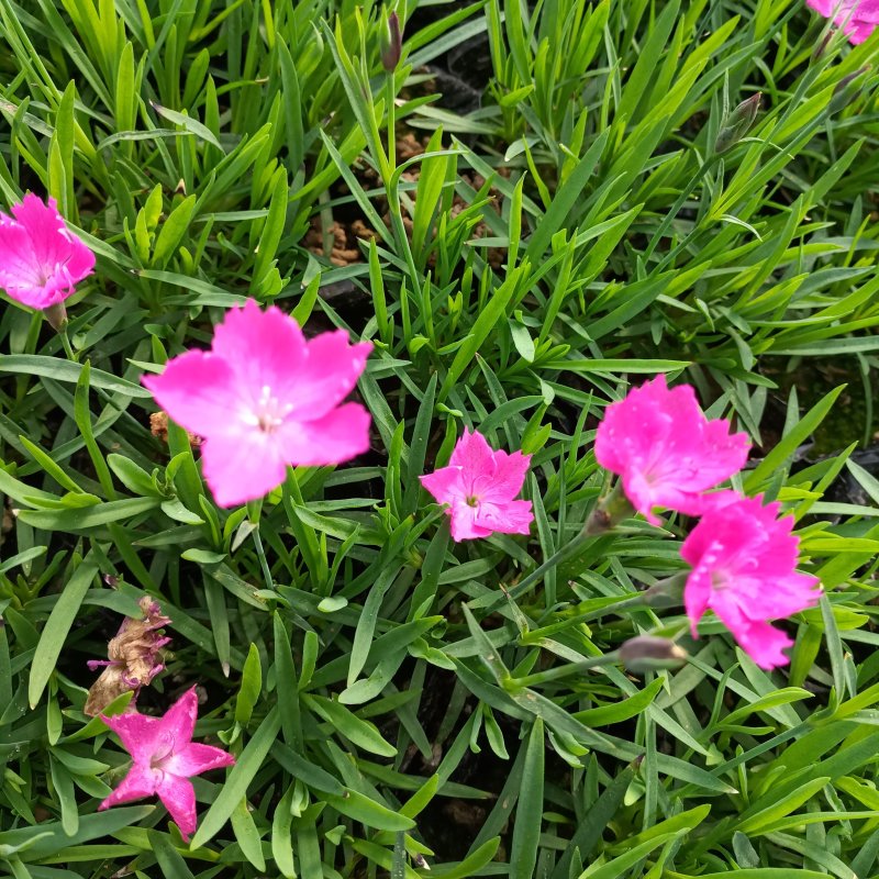 宿根地被苗营养杯欧石竹苗耐寒耐热地被草花价格