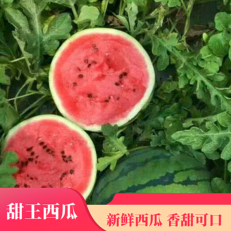 陕西甜王西瓜个头均匀，甜度好，直播苗，万亩大棚，供应充足