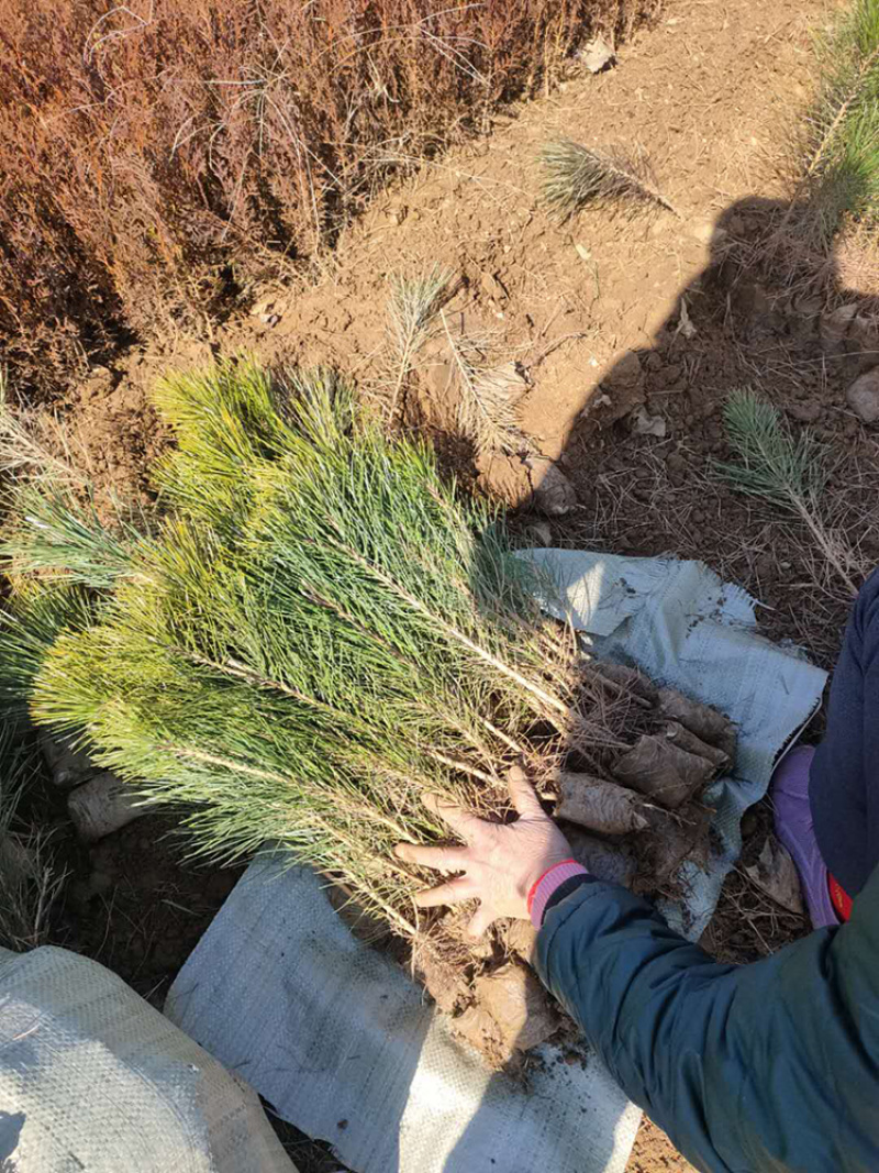 黑松苗苗木种苗黑松小苗山东黑松苗急售