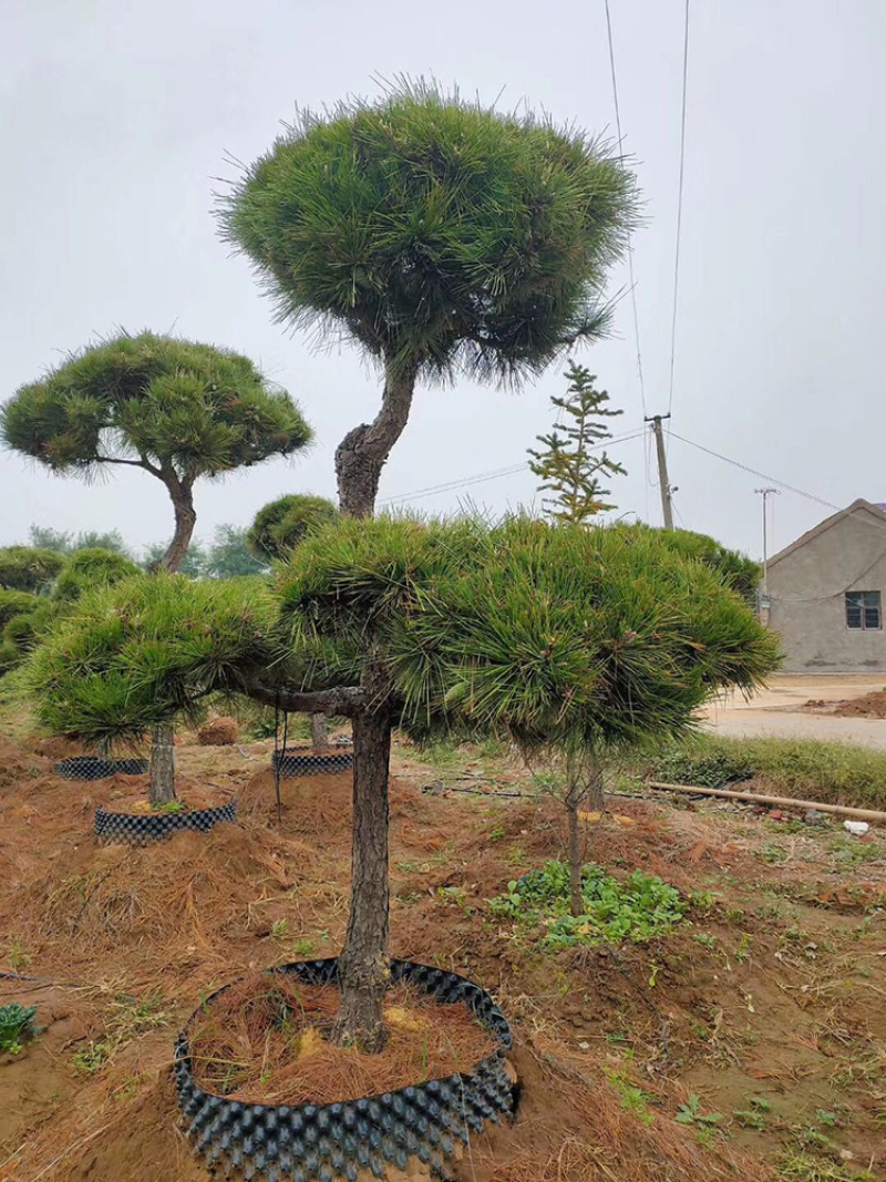 黑松盆景造型黑松苗造型黑松盆景带盆栽好