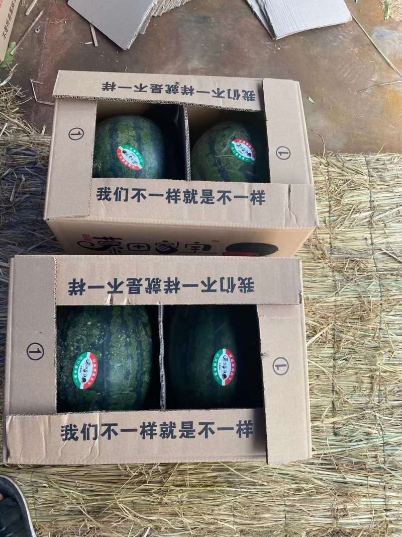 特级暮田家宝西瓜不甜不要钱地头直发现摘现卖！