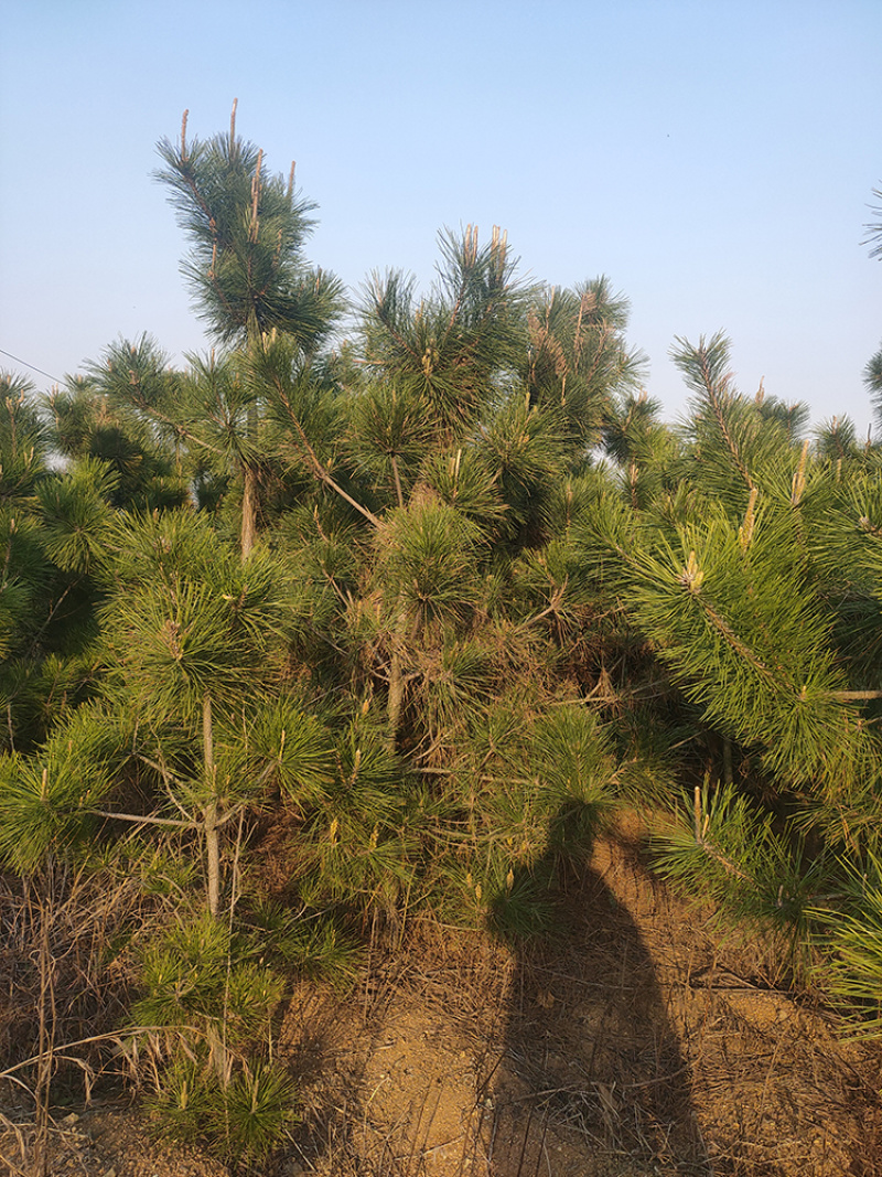 黑松苗1.5~2米黑松树苗基地一手货大量出售价格低