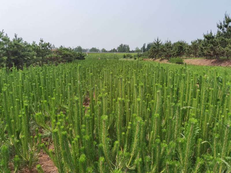 高50公分黑松苗，黑松小苗，黑松树苗，一手货量大价低