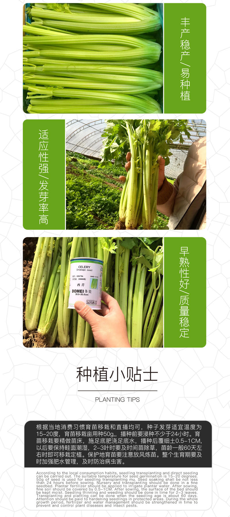 中科茂华蔬菜种子多美西芹不空心黄绿色西芹种子大芹菜種子
