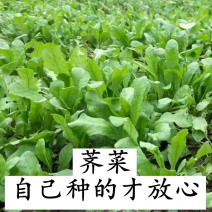 地摊货源脱水蔬菜低温烘干荠菜芨芨菜健康养生食材