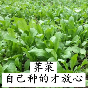 脱水荠菜碎脱水荠菜整颗长期合作饺子包子连锁店食品厂