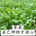 脱水荠菜碎脱水荠菜整颗长期合作饺子包子连锁店食品厂
