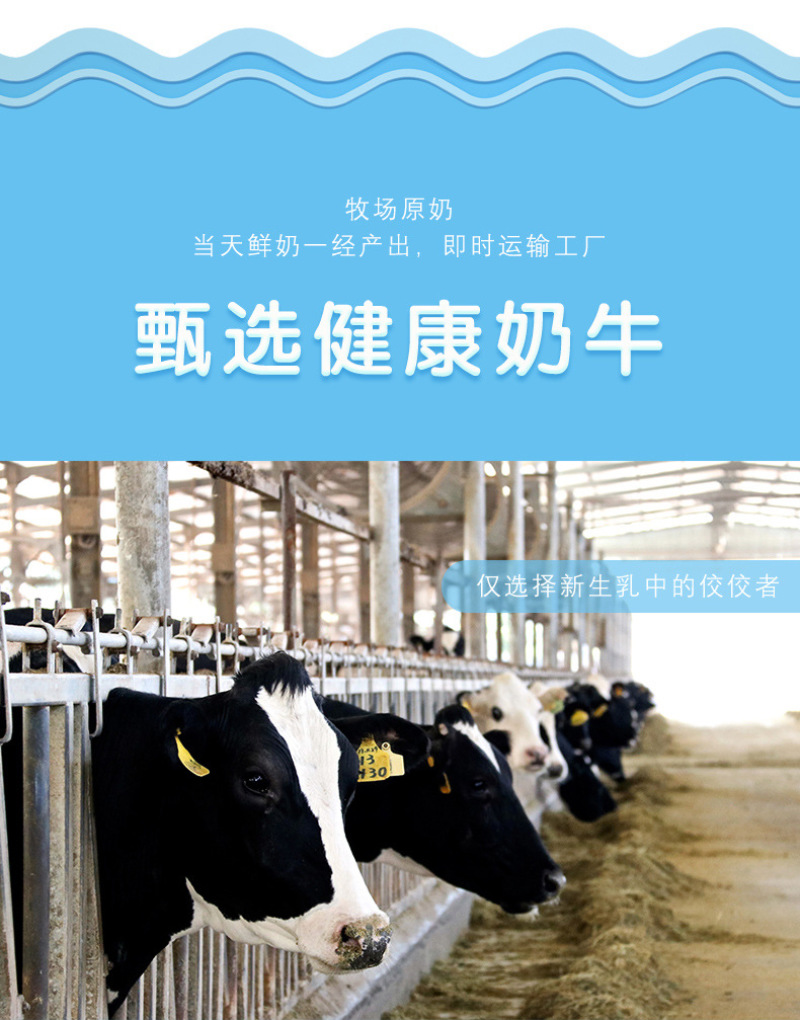 小西牛冰淇淋酸奶青海老酸奶风味发酵乳高原特色酸奶