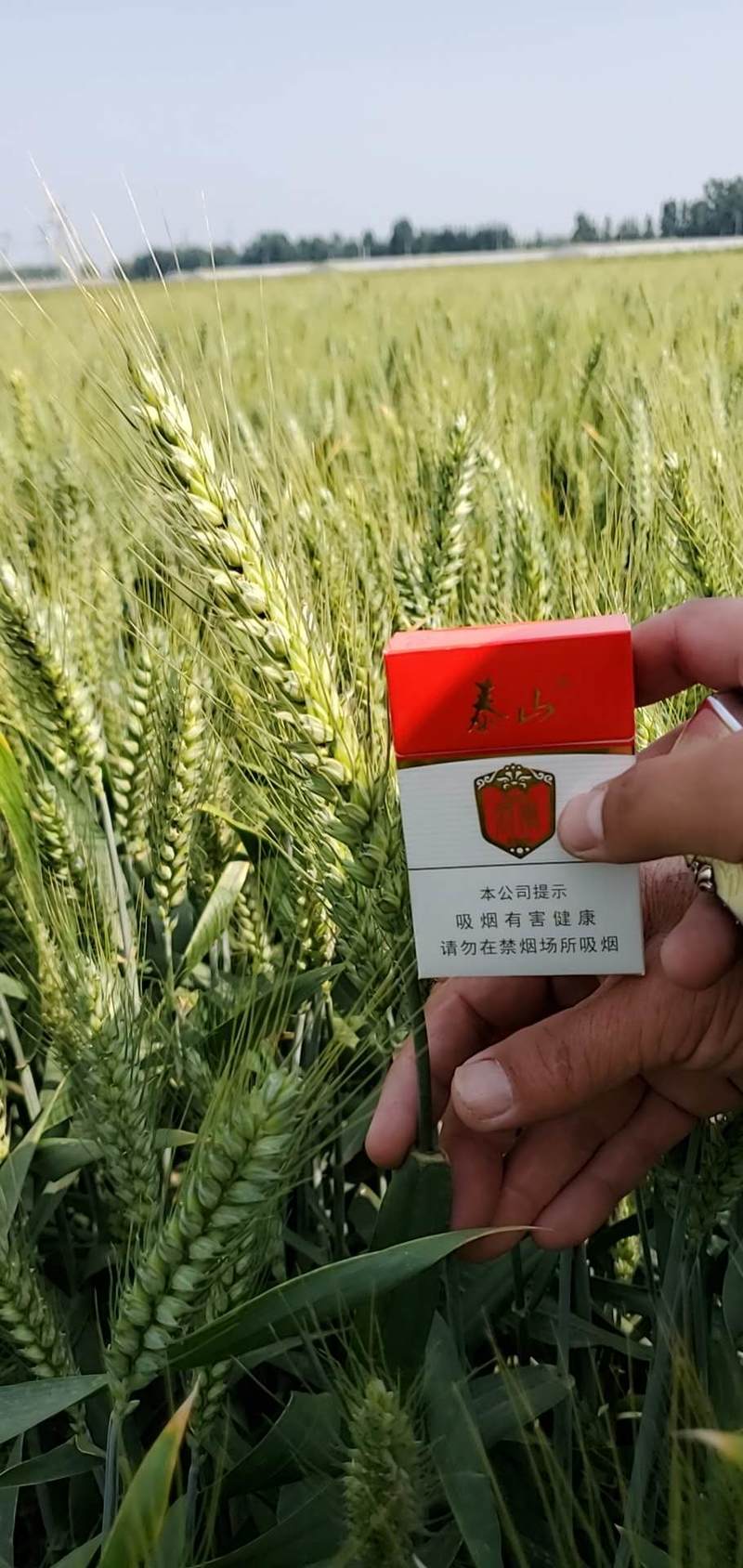 山东风和二高产超大穗小麦种子厂家发货对接视频看货
