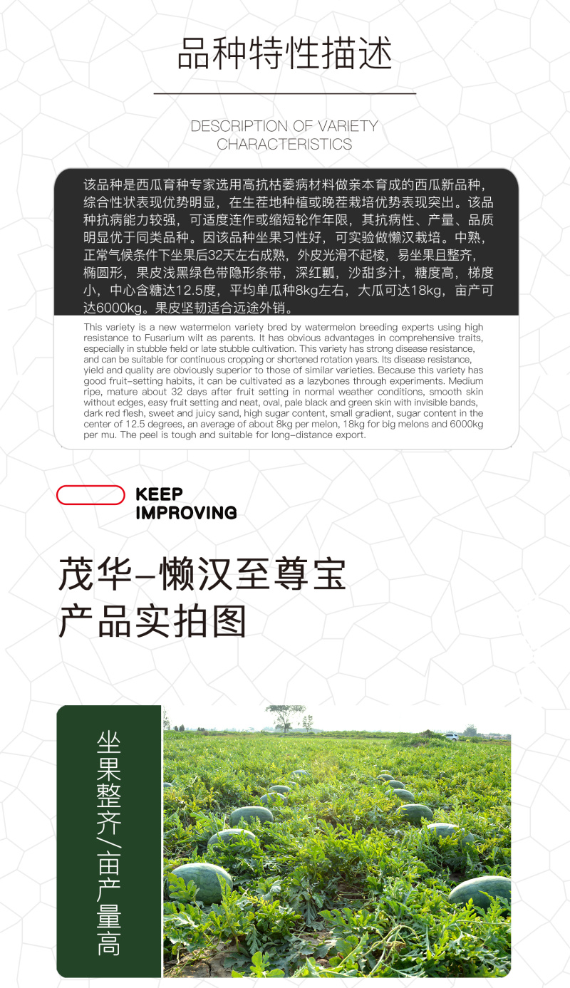 中科茂华懒汉至尊宝西瓜种子免整枝免打叉耐低温不空心不起棱
