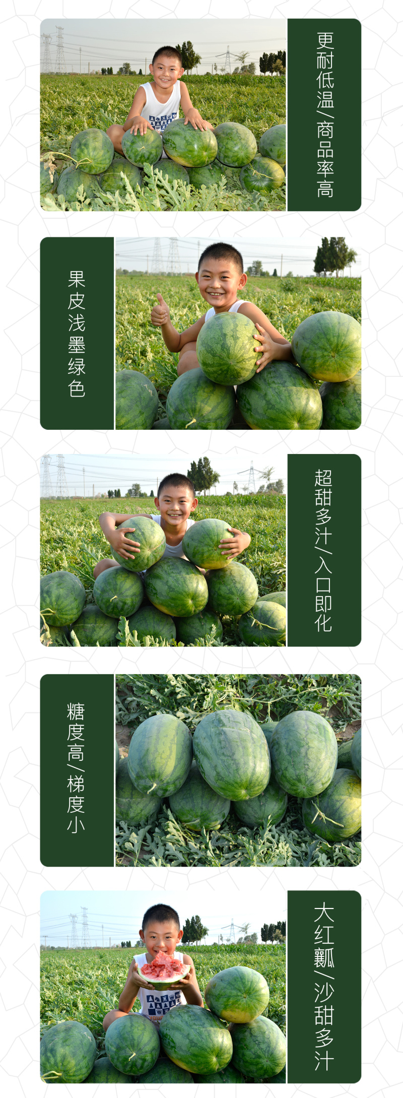 中科茂华懒汉至尊宝西瓜种子免整枝免打叉耐低温不空心不起棱