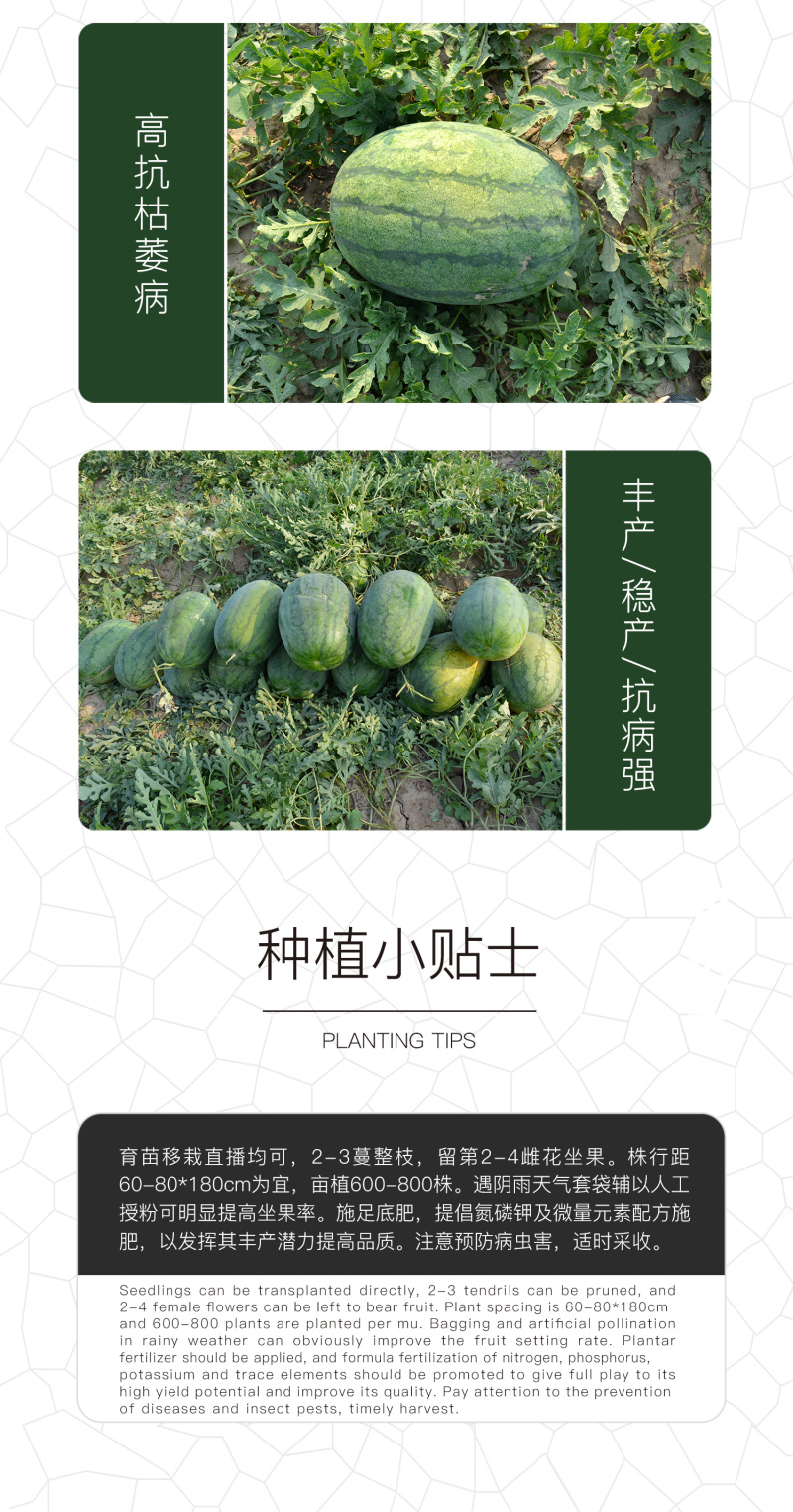 中科茂华懒汉至尊宝西瓜种子免整枝免打叉耐低温不空心不起棱