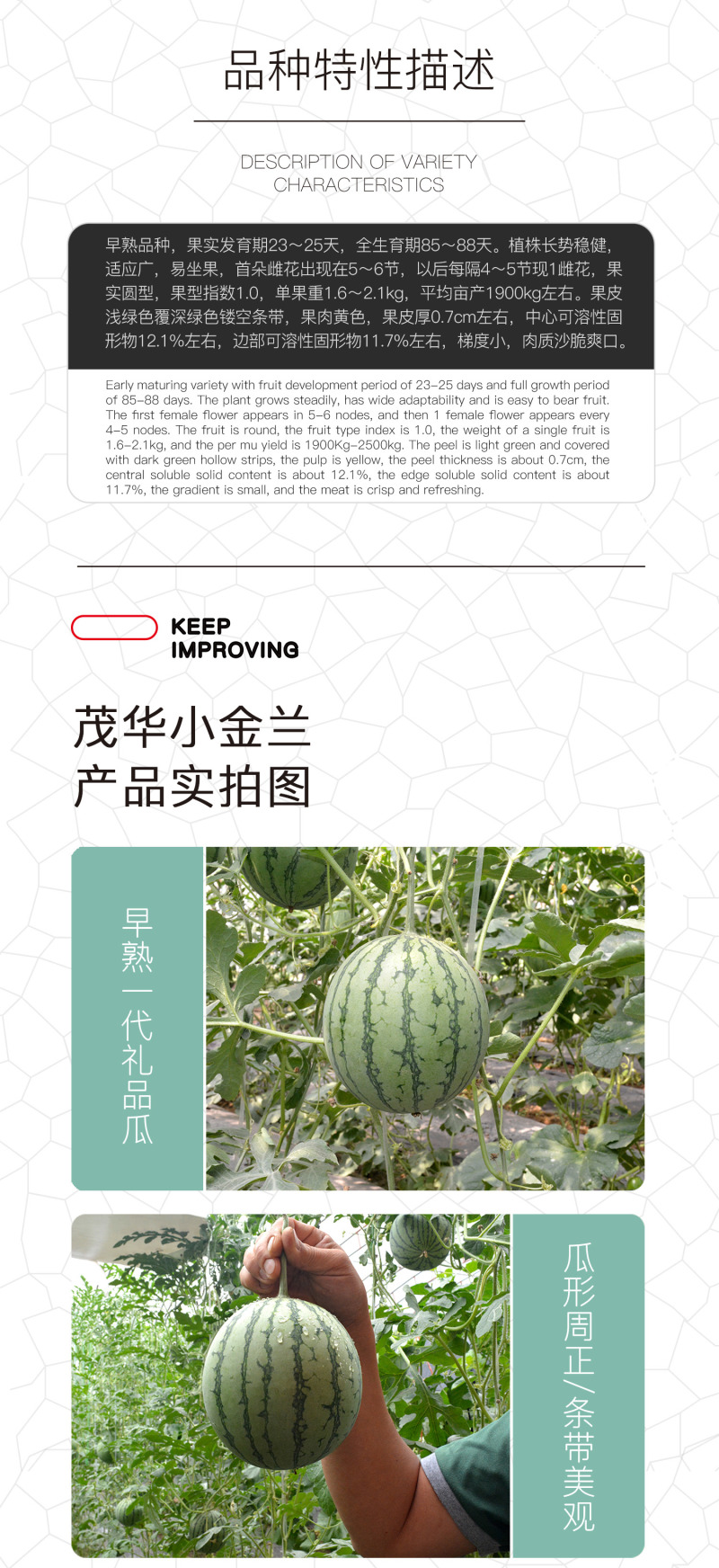 中科茂华蔬菜瓜果种子茂华小金兰礼品西瓜种子花皮黄肉超小凤