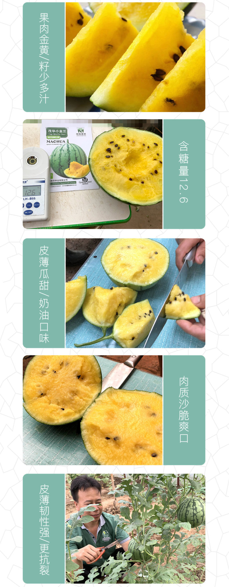 中科茂华蔬菜瓜果种子茂华小金兰礼品西瓜种子花皮黄肉超小凤