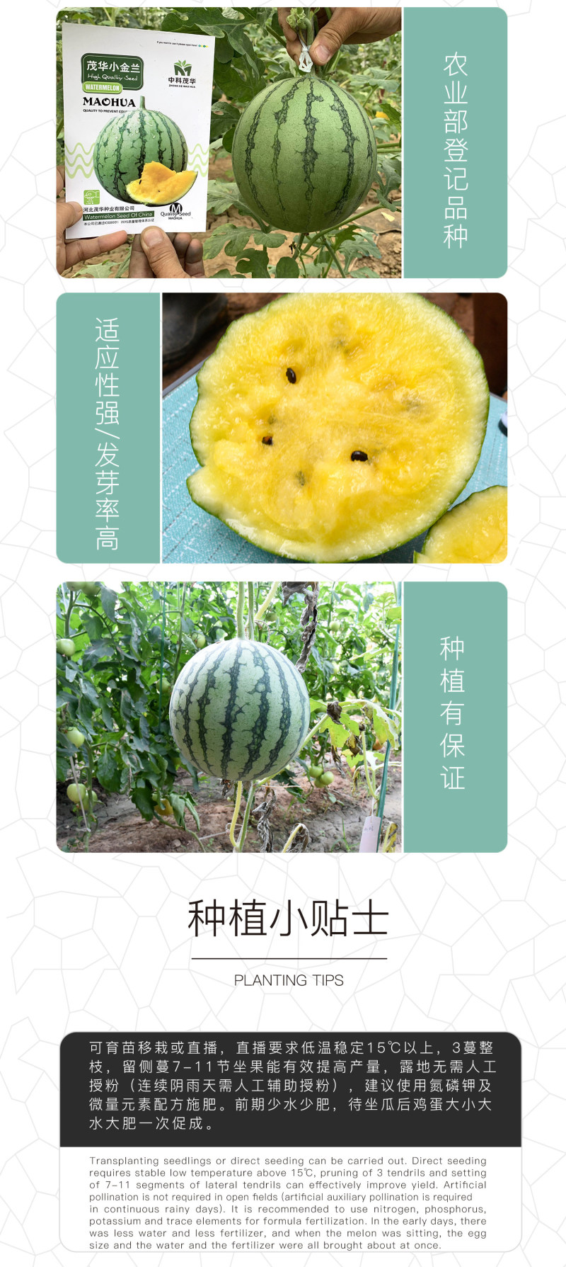 中科茂华蔬菜瓜果种子茂华小金兰礼品西瓜种子花皮黄肉超小凤