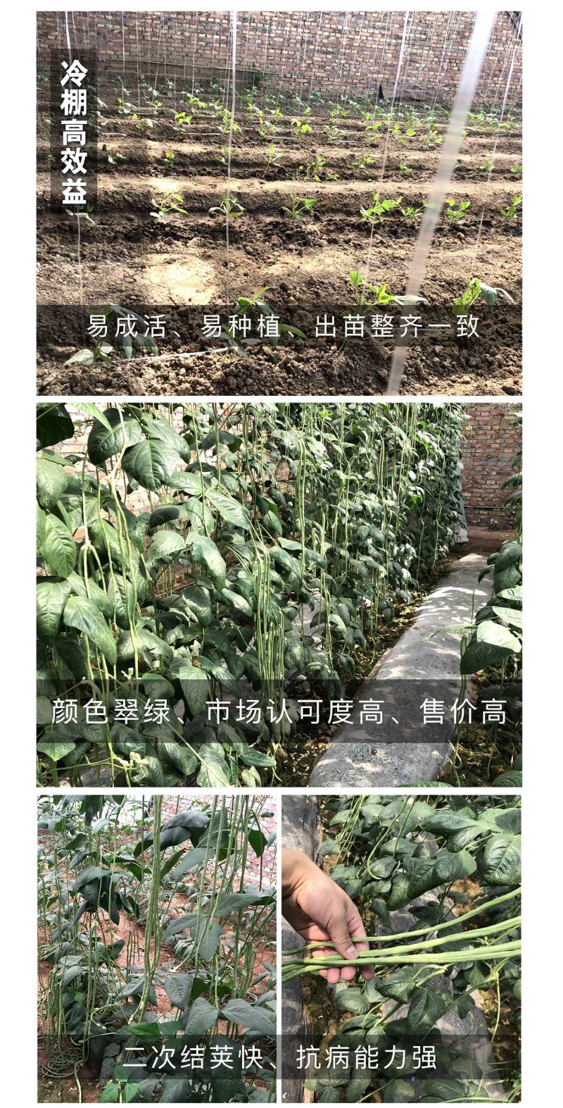 中科茂华蔬菜种子绿长丰神豇一号豇豆种子长豆角缸豆种子