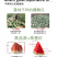 中科茂华瓜果种子中科早佳88-24西瓜种子海南麒麟西瓜種